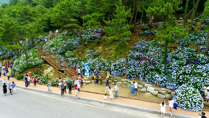 [거제=뉴시스] 신정철 기자= 경남 거제시 남부면 저구항 일원에서 오는 23~24일, ‘제6회 남부면 수국축제’가 개최된다. 20년전 남부면민들이 자발적으로 심기 시작한 수국이 크고 탐스러운 군락을 만들어 천혜의 자연환경과 어우려져 장관을 연출하고 있다.(사진=거제시 제공).2023.06.20. photo@newsis.com *재판매 및 DB 금지