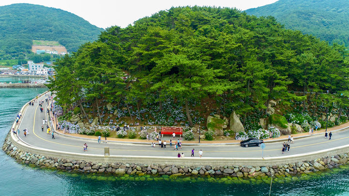 [거제=뉴시스] 신정철 기자= 경남 거제시 남부면 저구항 일원에서 오는 23~24일, ‘제6회 남부면 수국축제’가 개최된다. 20년전 남부면민들이 자발적으로 심기 시작한 수국이 크고 탐스러운 군락을 만들어 천혜의 자연환경과 어우려져 장관을 연출하고 있다.(사진=거제시 제공).2023.06.20. photo@newsis.com *재판매 및 DB 금지