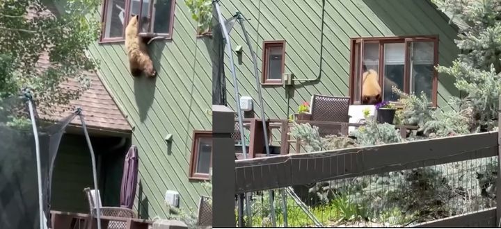 [서울=뉴시스] 배고픈 곰이 미국 콜로라도주 한 주택의 벽을 타고 올라 2층 창문으로 침입했다고 미국 뉴욕포스트 등은 지난 18일(현지시간) 전했다. 사진은 곰이 2층 창문을 통해 들어갔다(왼쪽) 1층으로 나오는 모습. 2023.06.20. *재판매 및 DB 금지