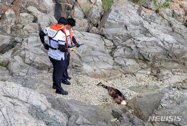 남해군 해안서 상괭이 사체 발견…포획 흔적 없어