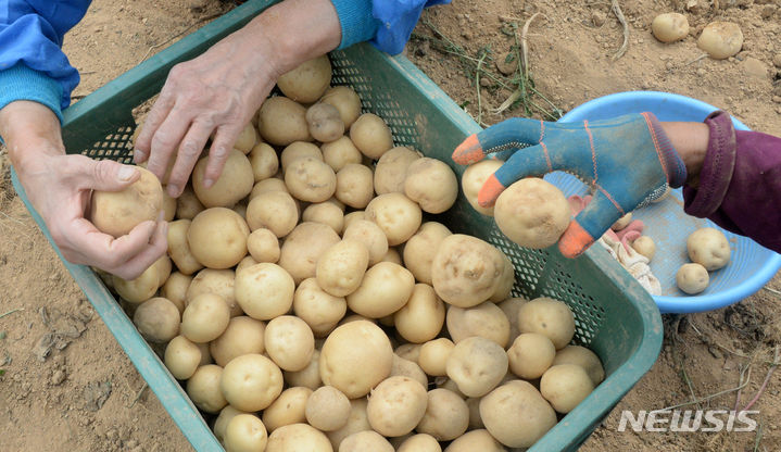 [서울=뉴시스] 이해를 돕기 위한 사진으로 본문의 구체적 내용과 무관. 사진은 2023년 전북 김제시 한 밭의 감자 모습. (사진= 뉴시스)