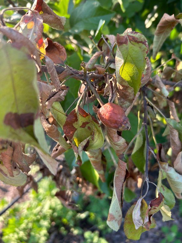 과수 화상병 (사진=뉴시스 DB) *재판매 및 DB 금지