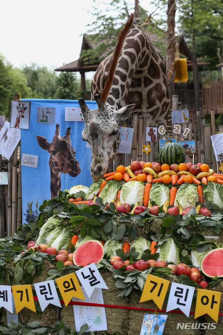 '세계 기린의 날'을 맞이해 에버랜드가 기린 보호활동을 하고 있다.