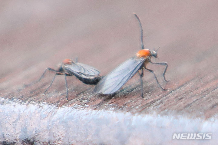 [서울=뉴시스] 권창회 기자 =지난해 여름 수도권 서북부 일대에서 기승을 부렸던 ‘러브버그’가 올해 다시 출몰했다. 은평구청에 따르면, 이달 하루 1∼2건에 불과하던 러브버그 관련 민원이 최근 이틀간 800건을 넘길 정도로 폭증하는 추세다. 사진은 21일 오후 서울 남산에서 휴식을 취하는 러브버그. 2023.06.21. kch0523@newsis.com