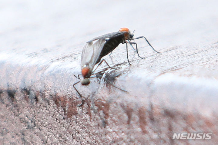 [서울=뉴시스] 권창회 기자 =지난해 여름 수도권 서북부 일대에서 기승을 부렸던 '러브버그'가 올해 다시 출몰했다. 사진은 21일 오후 서울 남산에서 휴식을 취하는 러브버그. 2023.06.21. kch0523@newsis.com