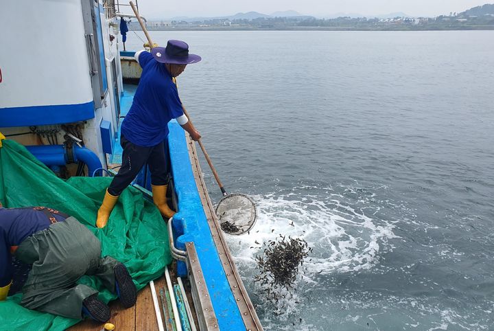 [부산=뉴시스] 제주 연안에서 종자가 방류되고 있다. (사진=한국수산자원공단 제공) *재판매 및 DB 금지