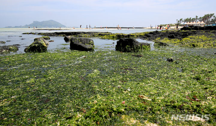 [제주=뉴시스] 우장호 기자 = 코로나19 이후 4년 만에 해수욕장 조기 개장을 앞둔 23일 제주시 한림읍 금능해변에 제주바다의 골칫거리 '구멍갈파래'가 밀려와 미관을 해치고 있다. 사진은 기사 내용과 직접적인 관련이 없습니다. 2023.06.23. woo1223@newsis.com