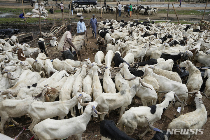 [AP/뉴시스] 나이지리아 오군에서 23일 이슬람 축제 에이드 알아다를 맞아&nbsp; 축제용으로 도살될 숫양들이 시장을 다 차지하고 있다. 신심을 드러내기 위한 숫양 도살로 한 마리 값이 한 달 수입과 맞먹는다고 한다. 2023. 06. 26.&nbsp; 