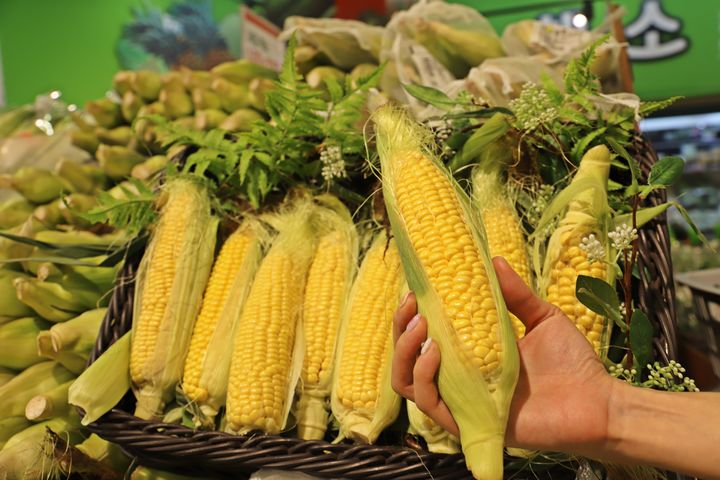 롯데마트 서울역점에서 판매하고 있는 새벽수확 초당옥수수(사진=롯데마트 제공) *재판매 및 DB 금지