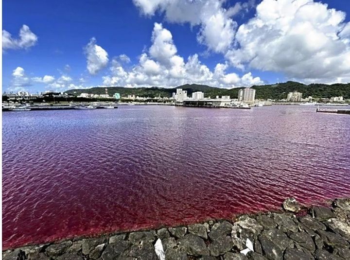 [서울=뉴시스] 일본 오키나와에 있는 오리온 맥주 공장에서 식품 냉각수가 누출됐다는 신고가 접수됐다고 일본 요미우리신문이 27일 보도했다. 사진은 요미우리신문에 보도된 붉게 물든 맥주 공장 인근 바다. 2023.06.28. *재판매 및 DB 금지