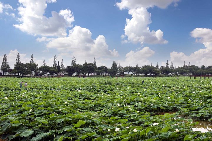 [무안=뉴시스] 회산백련지&nbsp; *재판매 및 DB 금지