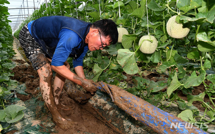 [나주=뉴시스] 변재훈 기자 = 29일 오후 전남 나주시 세지면 동곡리 한 멜론 재배 하우스에서 한 농민이 맨발로 진흙밭이 된 시설 내부를 정비하고 있다. 2023.06.29. wisdom21@newsis.com