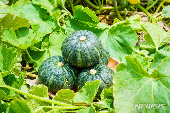 남해군, 수확시기 맞은 미니단호박 본격 출하
