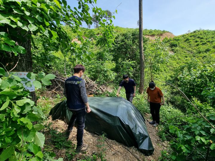 참나무시들음병 피해목 벌도 후 피복방제. *재판매 및 DB 금지