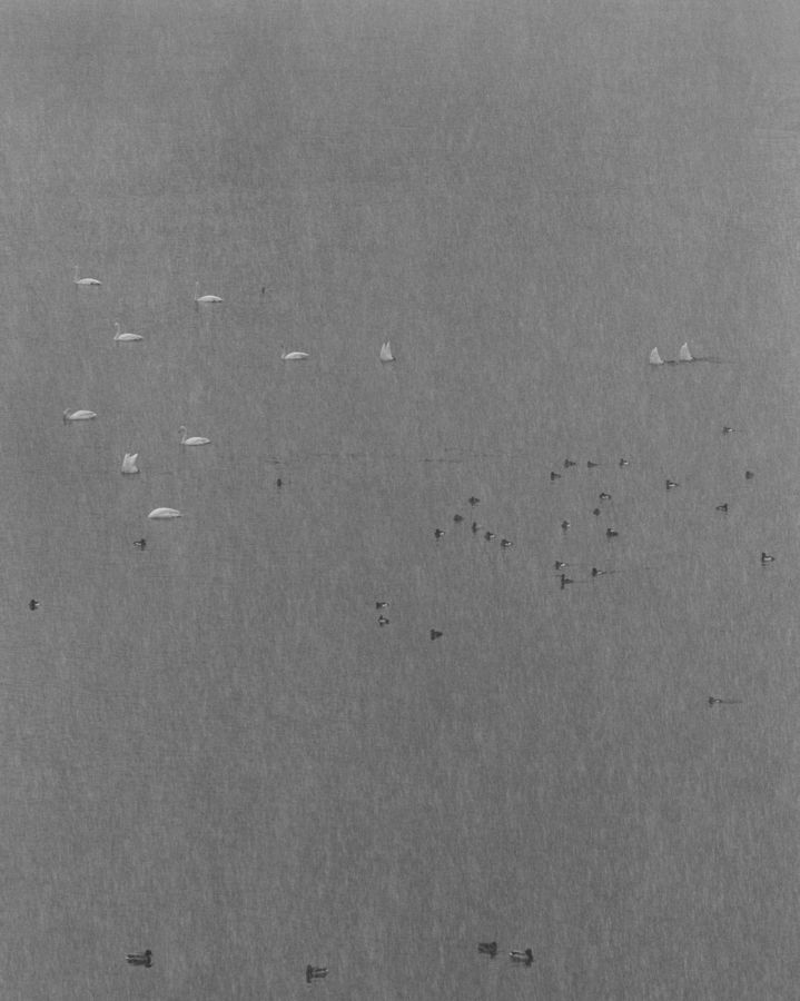 민병헌, bird series, tb073, 2006, gelatin silver print, 44x37cm *재판매 및 DB 금지