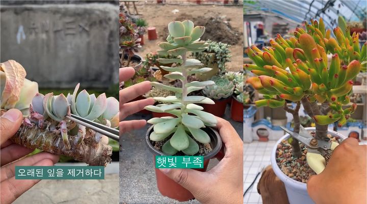 [서울=뉴시스]지난해 10월30일 개설된 유튜브 채널 '다육이들 정원'은 지난 6월30일 기준 29만7000여명의 구독자를 보유 중이다. (사진=다육이들 정원 채널 영상 캡처 갈무리) 2023.06.30. photo@newsis.com *재판매 및 DB 금지