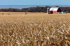 [서울=뉴시스]미국 옥수수 생산 지역의 70%가 가뭄에 시달리고 있다. 사진은 미 위스콘신주의 옥수수밭. 출처(사이언스 포토 라이브러리) 2023.7.1. *재판매 및 DB 금지