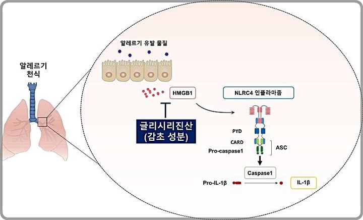 [대전=뉴시스] 김윤희 박사팀의 연구 요약도. 이번 연구서 김 박사팀은 천식 발병에서 NLRC4 인플라마좀이 주요 역할을 한다는 것을 최초로 밝혔고 HMGB1이 NLRC4의 과활성을 일으켜 천식이 발생, HMGB1의 억제제인 글리시리진산(감초의 주요 성분)에 대한 천식 치료제로 활용 가능성을 제시했다.(사진=한의학연구원 제공) *재판매 및 DB 금지