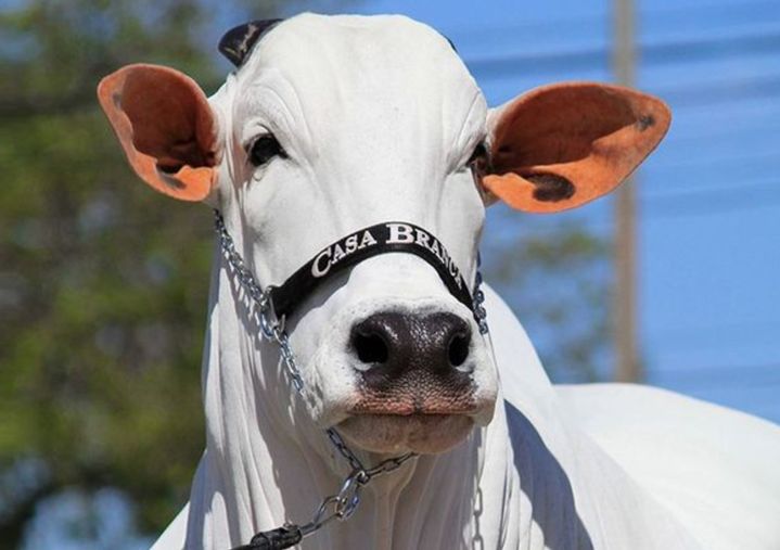 [서울=뉴시스] 브라질 아란두에서 열린 소 경매에서 바아티나-19의 33% 소유권이 19억원에 낙찰됐다고 지난 29일(현지 시각) 미국 뉴스위크는 보도했다.사진은 카사블랑카아그로파스토릴 공식 인스타그램 갈무리. 2023.07.03. *재판매 및 DB 금지