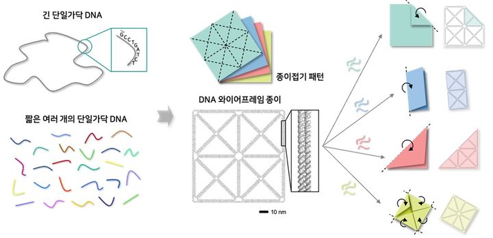 종이접기 패턴 형태의 DNA 와이어프레임 종이 나노구조체 및 원하는 부분의 접힘을 통한 다양한 모양으로의 형상 변형 개념도. (사진=과기정통부 제공) *재판매 및 DB 금지