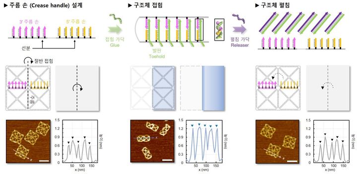 DNA 와이어프레임 종이의 접힘과 펼침 방법. 원하는 접기를 구현하기 위해 접는 선(주름) 주변부에 바깥쪽으로 돌출된 DNA 가닥(주름 손)을 설계했다. (사진=과기정통부 제공) *재판매 및 DB 금지