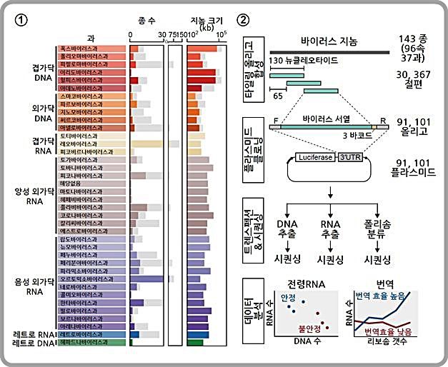 [대전=뉴시스]새로운 조절 RNA 서열을 찾기 위한 스크리닝 전략. 그림 ①은 인간에게 감염된다고 알려진 바이러스들의 지놈 서열을 과(family)별로 정리한 도표고 ②는 스크리닝 실험 과정을 나타낸 개략도.  *재판매 및 DB 금지