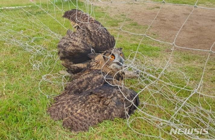 [전주=뉴시스]윤난슬 기자 = 축구장 그물에 감겨 있던 수리부엉이가 치료를 받고 자연의 품으로 돌아갔다.(사진=전북대 제공) 