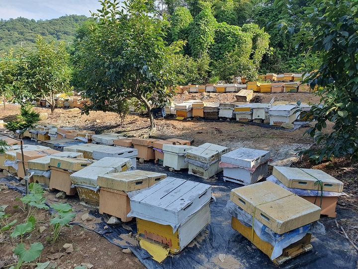 [진주=뉴시스] 경남 양봉농가. (사진=뉴시스 DB).photo@newsis.com *재판매 및 DB 금지