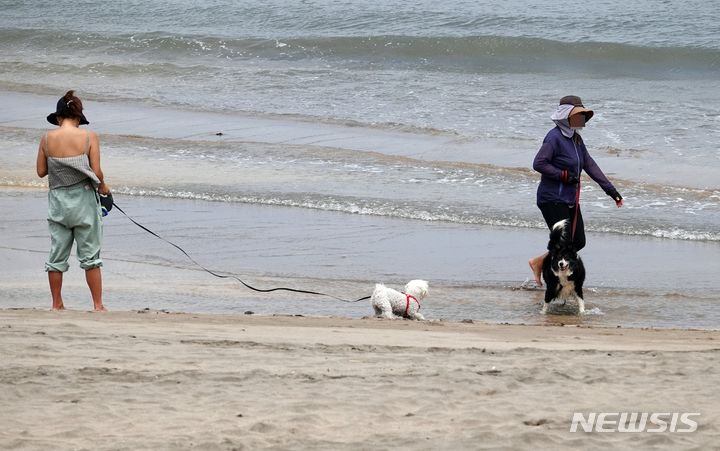 [제주=뉴시스] 제주 이호테우해수욕장에서 피서객들이 강아지와 해변을 거닐고 있다. (사진=뉴시스 DB). photo@newsis.com 