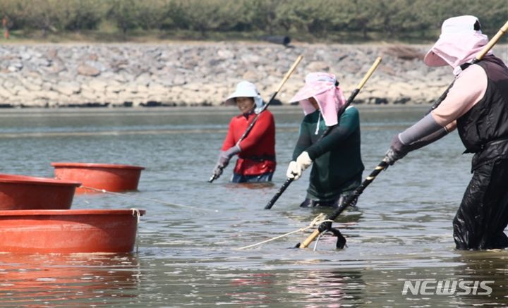 [서울=뉴시스] 섬진강 재첩잡이 손틀어업.