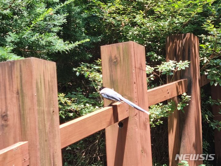 [서울=뉴시스] 10일 오후 12시30분 서울 관악구 서울대학교 인문대 옆 숲에 물까치가 지나다니는 학생들을 공격하는 일이 발생하고 있다. 사진은 물까치가 인문대 옆 난간에 앉아 있는 모습. 2023.07.10 lighton@newsis.com