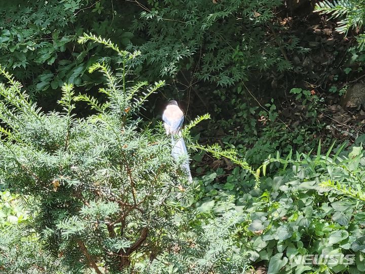 [서울=뉴시스] 서울 관악구 서울대학교 인문대 옆 숲에 물까치가 지나다니는 학생들을 공격하는 일이 발생하고 있다. 사진은 지난 10일 오후 12시30분께 물까치가 인문대 옆 숲 나무에 앉아 있는 모습. 2023.07.10 lighton@newsis.com