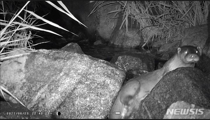 [광주=뉴시스] 김혜인 기자 = 지난달 23일 광주 서구 덕흥동 덕흥보에서 성체로 보이는 수달 1마리의 모습이 광주환경운동연합이 설치한 관찰 카메라에 담겼다. 2023.07.10.(사진=광주환경운동연합 제공) photo@newsis.com *재판매 및 DB 금지