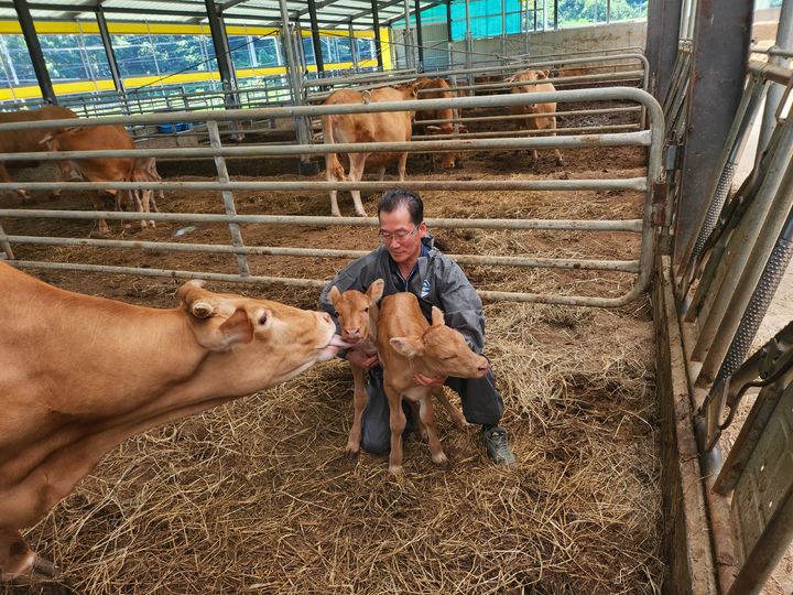 [합천=뉴시스] 합천군청 합천군 세쌍둥이 어미 소, 일 년 만에 또 쌍둥이 출산 *재판매 및 DB 금지 *재판매 및 DB 금지