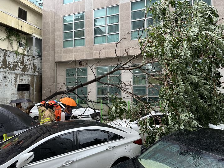 [대구=뉴시스] 11일 오후 4시53분께 대구시 수성구 범어동의 한 건물 인근에 있던 가로수가 쓰러지며 차량을 덮쳤다. (사진=대구소방안전본부 제공) 2023.07.11. photo@newsis.com *재판매 및 DB 금지