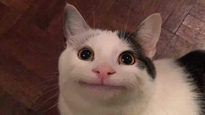 [서울=뉴시스]해외 커뮤니티서 '예의 바른 고양이(Polite Cat)'라는 제목으로 인기를 끌었던 합성 이미지(사진=레딧(Reddit) 갈무리) 2023.07.12. photo@newsis.com *재판매 및 DB 금지