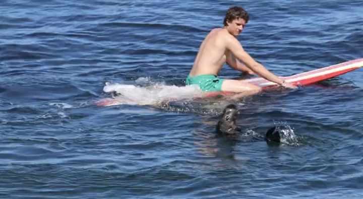 [서울=뉴시스] 미국 캘리포니아 해안에서 서핑을 즐기는 사람들을 공격하는 해달 한 마리가 나타나 관리 당국이 수배에 나섰다고 13일(현지 시간) AFP는 보도했다. 사진은 서핑을 즐기던 한 남성을 공격하는 해달의 모습 (사진=트위터 갈무리) 2023.07.14. *재판매 및 DB 금지