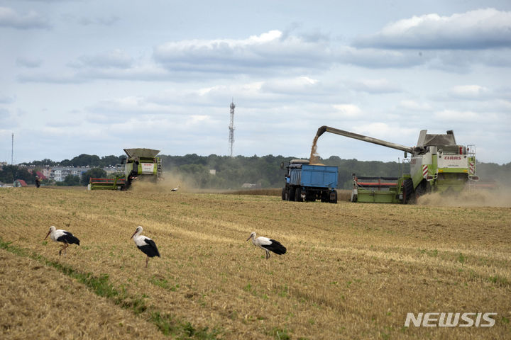[즈후리브카(우크라이나)=AP/뉴시스]2022년 8월9일 우크라이나 즈후리브카 마을에서 밀을 수확하는 농기계들 앞에 황새들이 한가롭게 서 있다. 2023.07.17. 