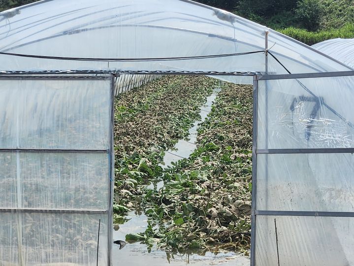 16일 논산천 제방 붕괴로 성동면 삼호리 수박비닐하우스가 물에 잠겨 내달 출하를 앞둔 수박을 폐기해야 하는 처지에 놓였다. 2023. 07. 17 kshoon0663@newsis.com&nbsp; *재판매 및 DB 금지