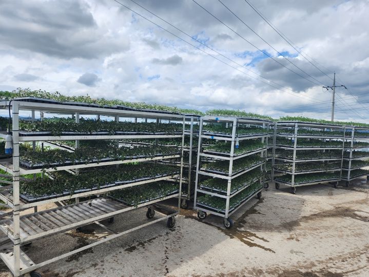 16일 논산천 제방 붕괴로 인근 토마토 육묘장도 물에 잠겼다. 비닐하우스에서 끄집어낸 토마토 육묘들. 2023. 07. 17 *재판매 및 DB 금지