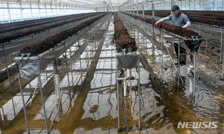 [완주=뉴시스] 김얼 기자 = 17일 전북 완주군 삼례읍의 한 농가에서 한 농민이 폭우에 잠겨 피해 입은 비닐하우스를 정리하고 있다. 2023.07.17. pmkeul@nwsis.com