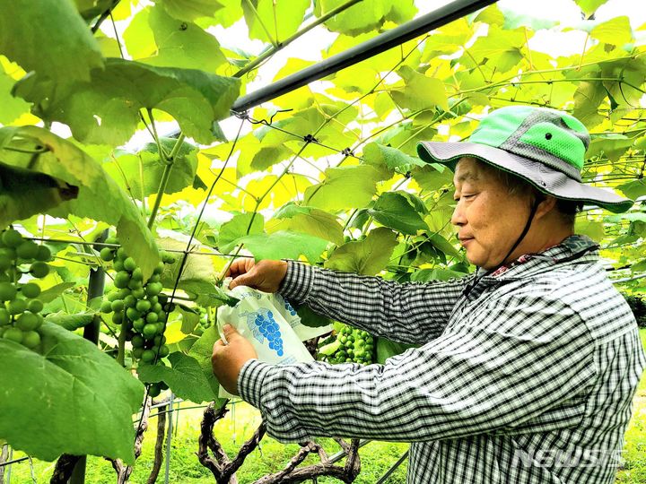 [완도=뉴시스] 전남 완도군 군외면 해안가에 자리한 남선리에서 유기농 포도를 재배하는 김준환씨가 7월 제철을 맞아 포도를 수확하고 있다. (사진=전남도 제공) 2023.07.18. photo@newsis.com *재판매 및 DB 금지