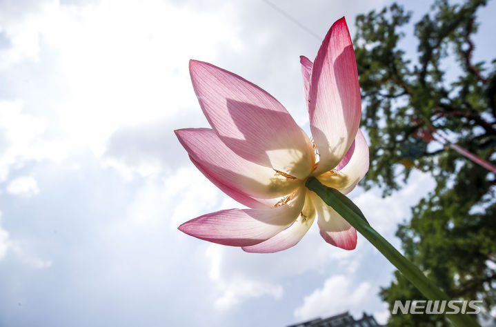 [서울=뉴시스] 정병혁 기자 = 19일 서울 종로구 조계사에서 열린 연꽃축제에서 연꽃이 활짝 피어있다. 2023.07.19. jhope@newsis.com