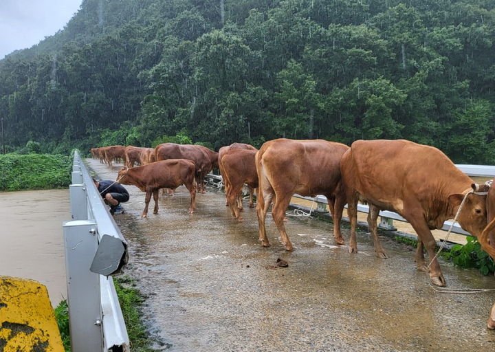 [뉴시스=공주]이인면 만수리 소 복귀 모습.(사진=공주시) *재판매 및 DB 금지