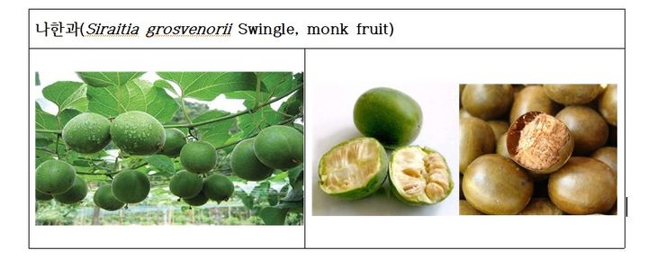 [대전=뉴시스] 만성폐쇄성폐질환(COPD) 완화효능이 과학적으로 규명된 나한과. *재판매 및 DB 금지