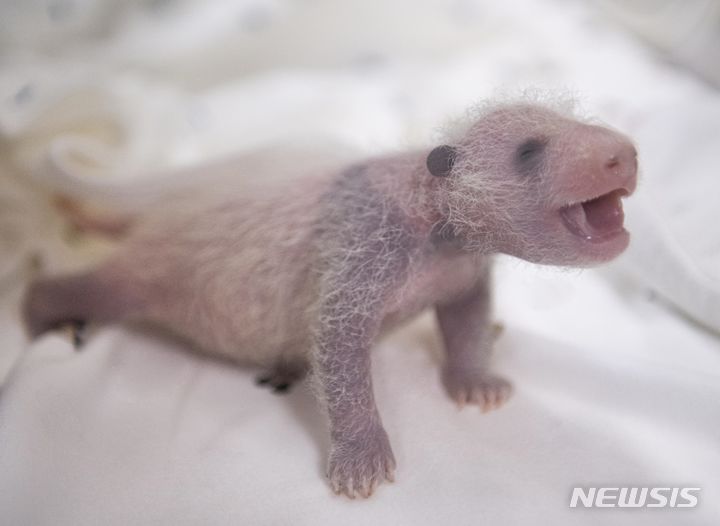   검은 무늬가 나타난 쌍둥이 판다 둘째