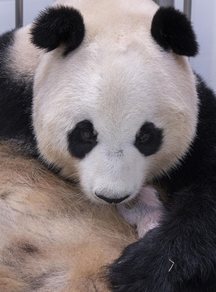 [서울=뉴시스] 에버랜드가 판다월드에서 태어난 국내 최초 쌍둥이 아기 판다의 생후 12일차 모습을 21일 공개했다. 쌍둥이 판다들은 태아날 당시에 비해 눈, 귀, 등, 앞다리, 뒷다리 등 검은털이 자라날 신체 부위에서 모낭 속 검정 무늬가 서서히 보이기 시작했다. 사진은 엄마 아이바오와 쌍둥이 판다 첫째. (사진=에버랜드 제공) 2023.07.21. photo@newsis.com *재판매 및 DB 금지