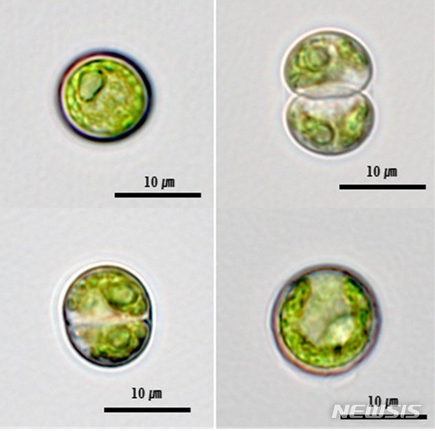 [서울=뉴시스] 미세조류 그라시엘라 이멀소니(Graesiella emersonii).