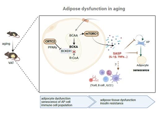 본 연구의 결과를 요약하는 모식도로서, CRTC2의 발현은 노화에 의해 증가되며, 이는 BCAA 이화작용의 억제 및 mTORC1 활성 증가를 통한 세포노화를 촉진함. 그 결과 TNFα 및 IL-1β 등 SASP 분비 증가를 통한 지방전구세포의 활성 감소 및 노화에 따른 지방세포 기능 저하에 따른 대사 질환을 유발하게 됨을 최초로 밝힘.  (사진=고려대 제공) *재판매 및 DB 금지