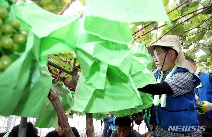 [부여=뉴시스] 조성봉 기자= 이재명 더불어민주당 대표가 25일 오전 충남 부여군 부여읍 정동리 침수지역 비닐하우스에서 수해복구 지원 활동을 하고 있다. 2023.07.25. suncho21@newsis.com